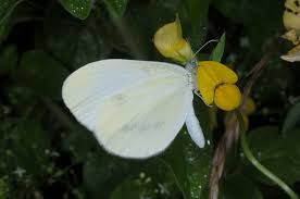 Attēlu rezultāti vaicājumam “Leptidea sinapis”