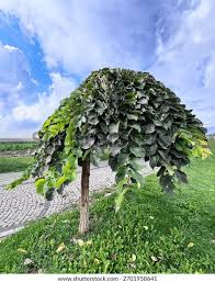 Attēlu rezultāti vaicājumam “Ulmus glabra”