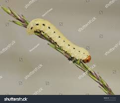 Attēlu rezultāti vaicājumam “Diprion pini”