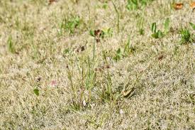 Attēlu rezultāti vaicājumam “Luzula pilosa flower”