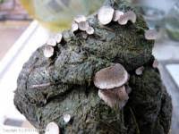 Attēlu rezultāti vaicājumam “Poronia punctata”