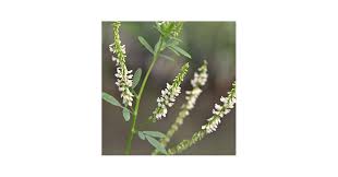 Attēlu rezultāti vaicājumam “Melilotus albus fruit”