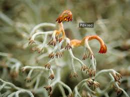 Attēlu rezultāti vaicājumam “Cladonia ciliata”