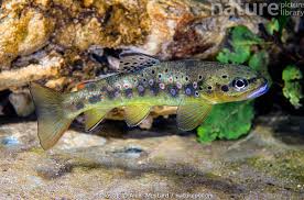 Image result for Salmo trutta trutta