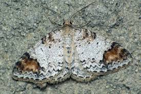 Attēlu rezultāti vaicājumam “Venusia blomeri”