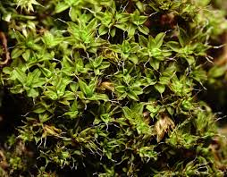 Attēlu rezultāti vaicājumam “Syntrichia virescens”