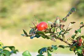 Attēlu rezultāti vaicājumam “Rosa majalis fruit”