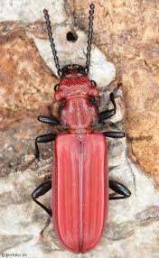 Attēlu rezultāti vaicājumam “Cucujus cinnaberinus”