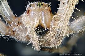Attēlu rezultāti vaicājumam “Araneus diadematus”