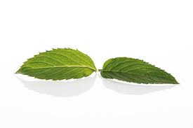 Attēlu rezultāti vaicājumam “Mentha x piperita leaf”