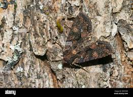 Attēlu rezultāti vaicājumam “Mniotype satura”