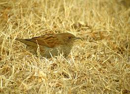 Attēlu rezultāti vaicājumam “Mylia anomala”