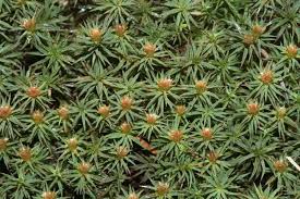 Attēlu rezultāti vaicājumam “Pogonatum urnigerum macro”