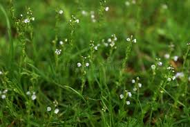 Attēlu rezultāti vaicājumam “Veronica serpyllifolia leaf”