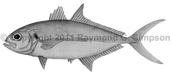 Image result for Caranx crysos