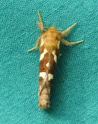 Attēlu rezultāti vaicājumam “Hepialus sylvina”