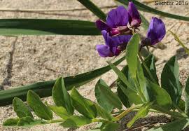 Attēlu rezultāti vaicājumam “Lathyrus japonicus subsp. maritimus flower”