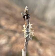 Attēlu rezultāti vaicājumam “Akanthomyces aculeatus”