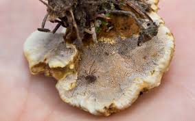 Attēlu rezultāti vaicājumam “Onnia tomentosa”