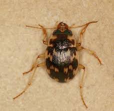 Attēlu rezultāti vaicājumam “Omophron limbatum”