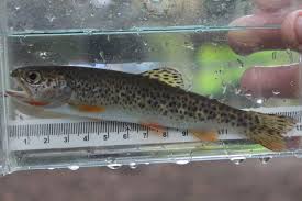 Image result for Oncorhynchus clarkii