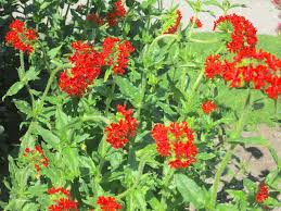 Attēlu rezultāti vaicājumam “Silene chalcedonica leaf”