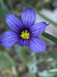 Attēlu rezultāti vaicājumam “Sisyrinchium montanum fruit”