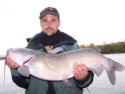 Image result for Ictalurus punctatus