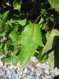 Attēlu rezultāti vaicājumam “Viburnum opulus leaf”