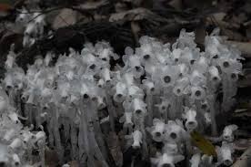 Image result for ギンリョウソウ