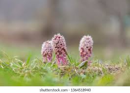Attēlu rezultāti vaicājumam “Petasites hybridus flower”