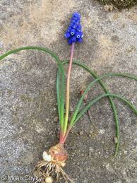 Attēlu rezultāti vaicājumam “Muscari armeniacum”