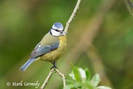 Image result for Cyanistes caeruleus