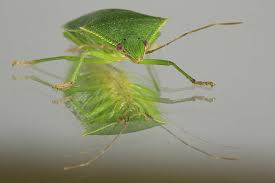 Attēlu rezultāti vaicājumam “Palomena prasina imago”