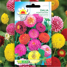 Image result for Dahlia x pinnata `Pompon Lilliput`