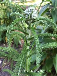 Attēlu rezultāti vaicājumam “Achillea millefolium bud”