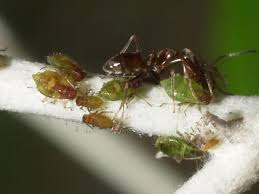 Attēlu rezultāti vaicājumam “Chaitophorus populeti”