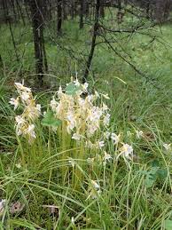 Attēlu rezultāti vaicājumam “Epipogium aphyllum”