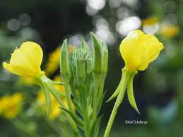 Attēlu rezultāti vaicājumam “Oenothera biennis flower”