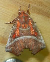 Attēlu rezultāti vaicājumam “Scoliopteryx libatrix”