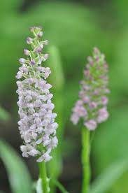 Attēlu rezultāti vaicājumam “Gymnadenia conopsea flower”