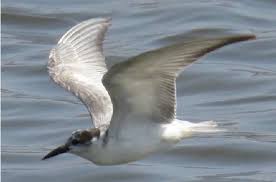 Attēlu rezultāti vaicājumam “Chlidonias hybrida adult”