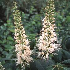 Attēlu rezultāti vaicājumam “Aesculus x hybrida bud”