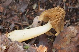 Attēlu rezultāti vaicājumam “Verpa bohemica”