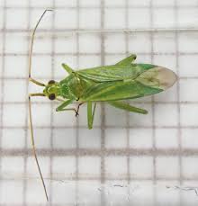 Attēlu rezultāti vaicājumam “Blepharidopterus angulatus”