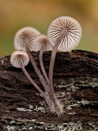 Attēlu rezultāti vaicājumam “Mycena haematopus”
