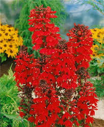 Image result for Lobelien