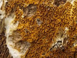 Attēlu rezultāti vaicājumam “Didymium serpula macro”