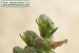 Attēlu rezultāti vaicājumam “Medicago lupulina bud”