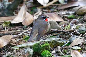 Image result for Luscinia calliope